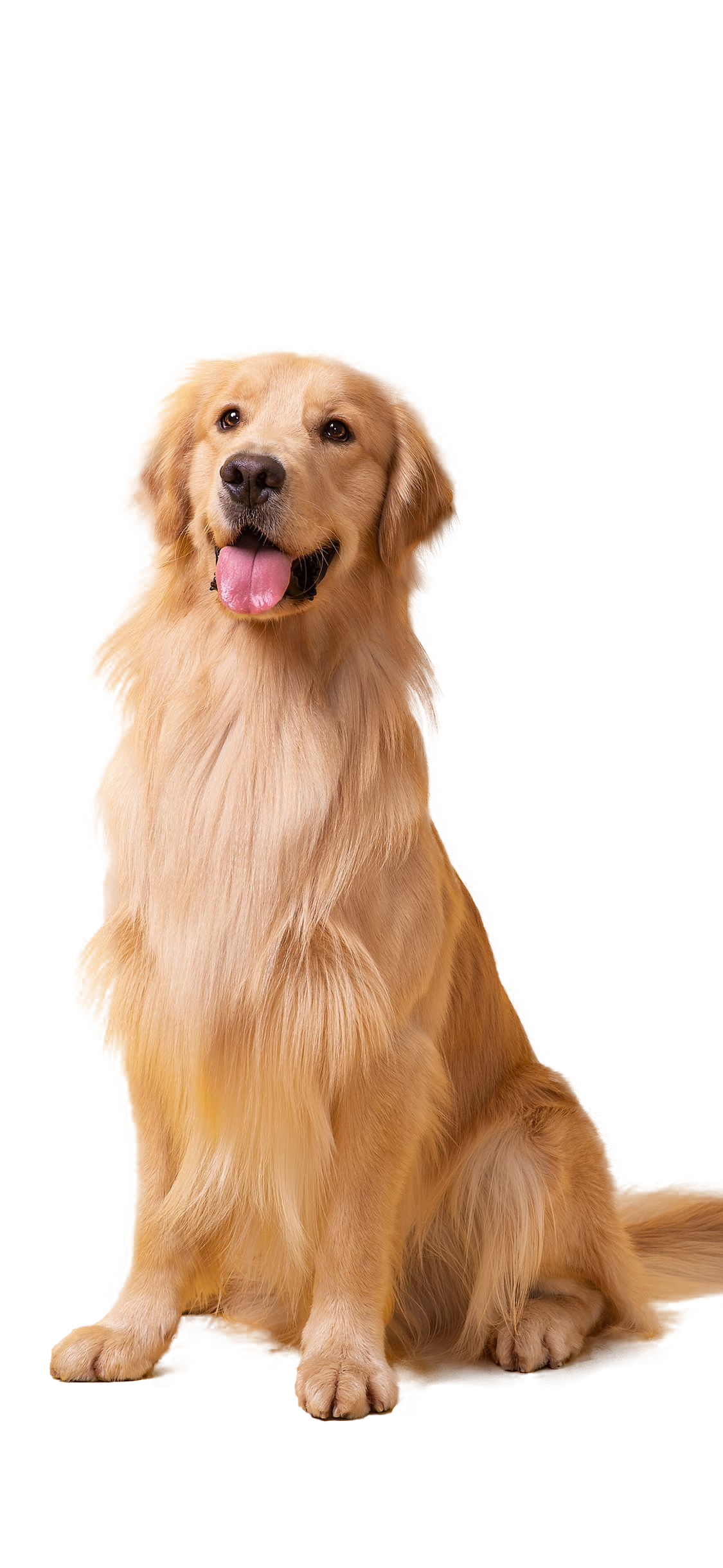 Perro y mascota